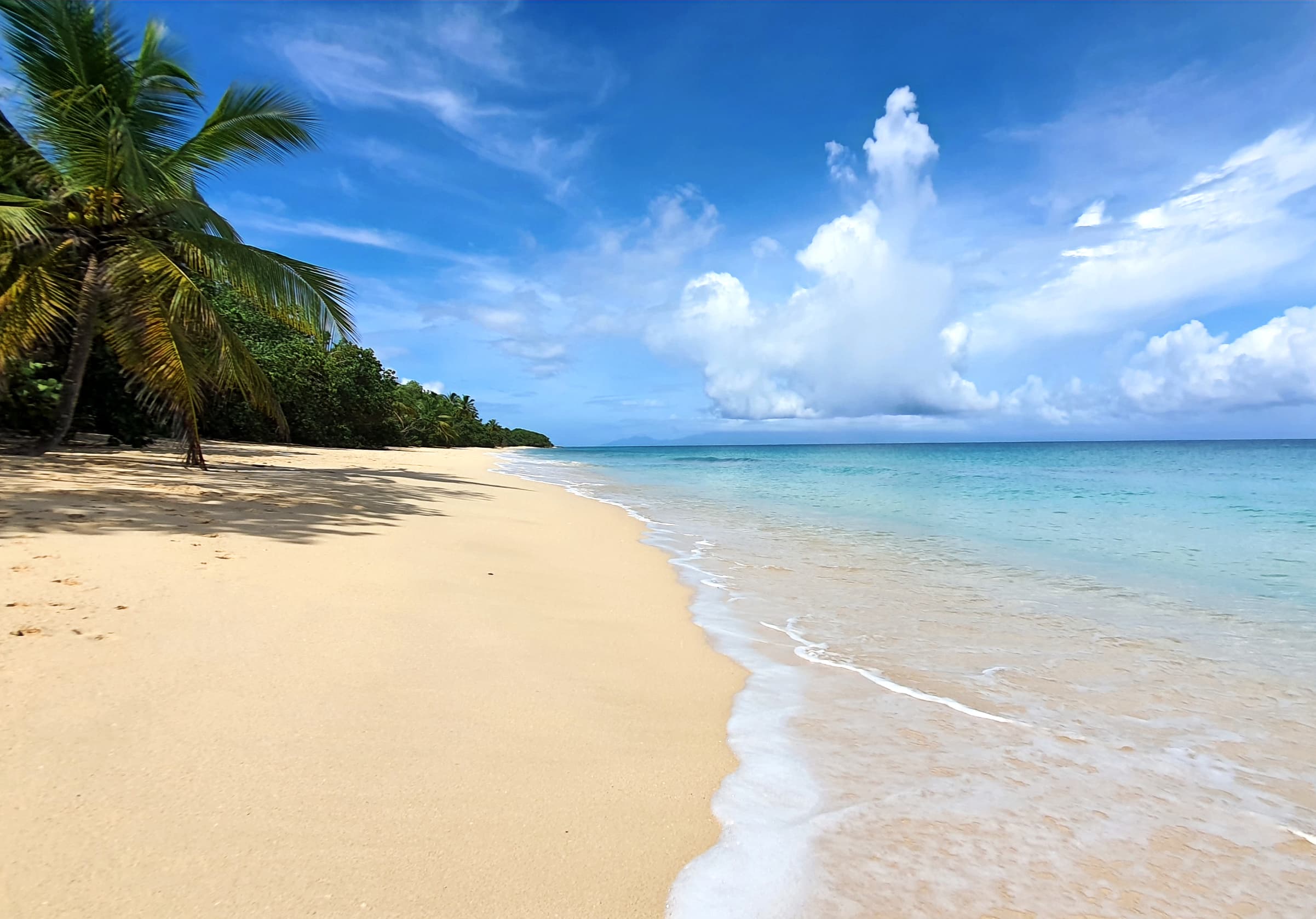 White-sand beach lined with coconut palms in Marie-Galante