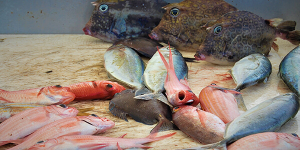 Marché poissons à Marie-Galante