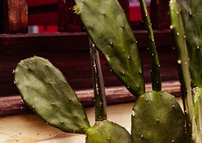 Kazajane maison creole kazamariegalante marie galante vue mer cactus