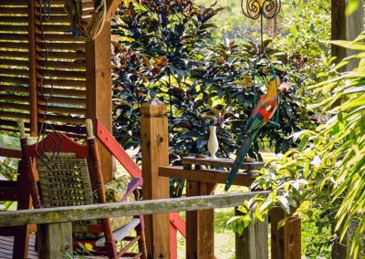 jardin des foufous bungalow marie galante kazamariegalante terrasse perroquet